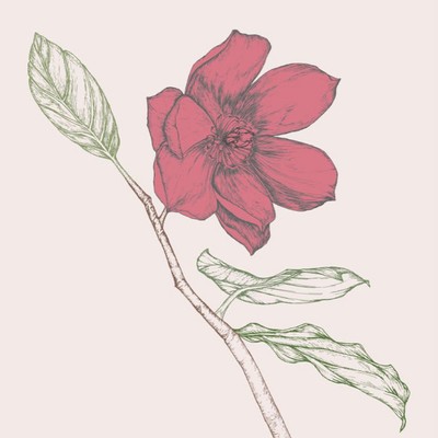 채마담-Magnolia