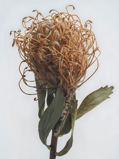 Minheeki, 정물 001