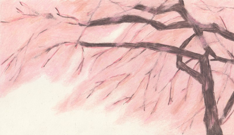 garden.drawing