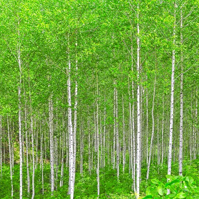 김명집 , 형광연두로 쓴 봄의 서사시