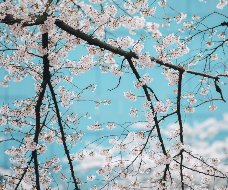 monet