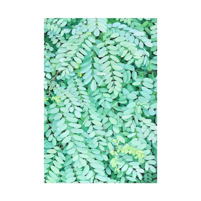 김재현-아카시아56