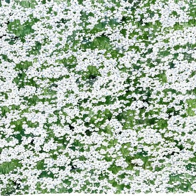 김소라-Wildflowers garden_white